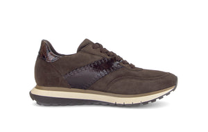 Brown Harp Trainers